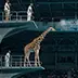 Animal Diving