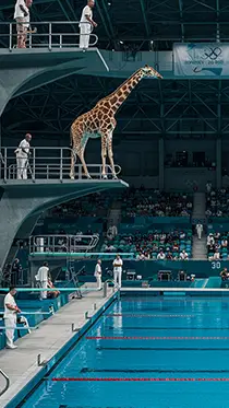 Animal Diving