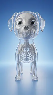 X-Ray Animal Reference