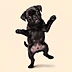 Dancing Pet