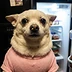 Pet Comedy